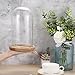 JUXYES Pack of 2 Glass Display Dome Cloche with Solid Wood Base, Clear Dome Bell Terrarium Jar Glass Cloche Bell Jar Display for Plants Collectible Figure