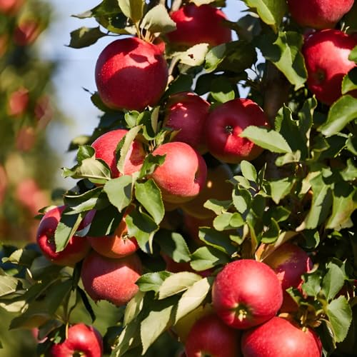 Image of All Season Apple Hybrid Live Fruit Plant for Terrace and Backyard