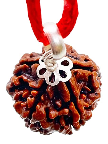 5 Mukhi Rudraksha Original Certified Nepal Origin Brown Bead (15-18 mm,with Laboratory Report)/Brown