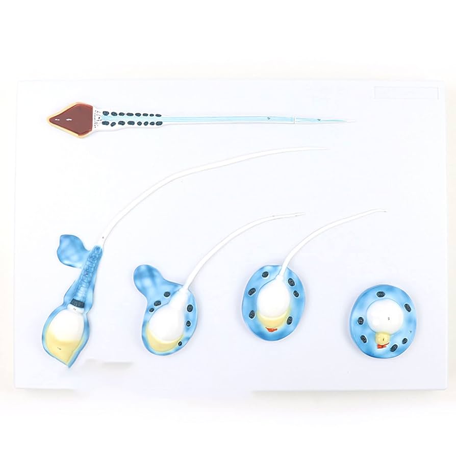 新編 精子学 SPERMATOLOGY NEW EDITION 新編 精子学 SPERMATOLOGY NEW EDITION 新編 精子学