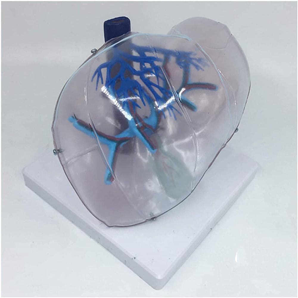 Modèle De Squelette De Foie De Taille Naturelle Humain Modèle Anatomique De Foie Simulation D'organe Modèle De Foie Outil De Visualisation D'anatomie Médicale