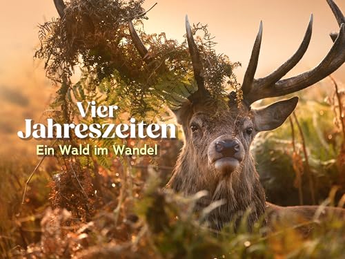 Vier Jahreszeiten - Ein Wald im Wandel