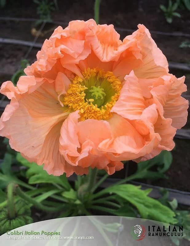 poppy✴︎ KK ENTERPRISE Poppy Red Flower Seeds for Gardening | Red Flower