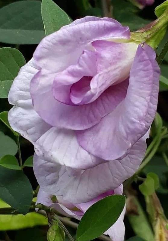 Siddhi Vinayak Gallary® Aprajita seeds flower bulbs for Your Garden | lite pink aprajita seeds Flowering Plants Seeds | Summer Flowering Seeds for Planters pack of 20 seeds (B0C3XW5XTF) Amazon Price History, Amazon Price Tracker