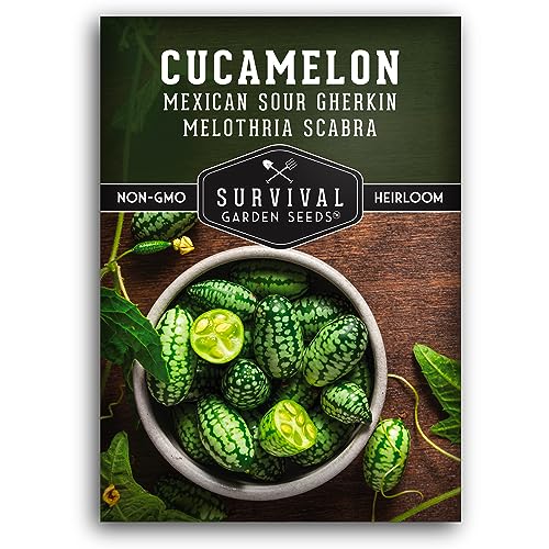 Cucamelon Seeds for Planting – Mexican Sour Gherkin Mini Watermelon Cucumber – Heirloom Non-GMO Cucamelons – Survival Garden Seeds (1 Pack)