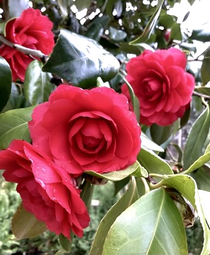 Image of HIDDEN ENTERPRISE Red Camellia Flower Live Plant | Healthy Original Camellia Japonica Tree | Beautiful Flowering Plant for Home Garden, Outdoor & Indoor Decoration | Without Pot