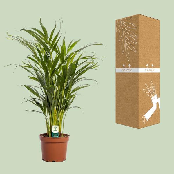 Dypsis Lutescens - Ø 17 cm - 65 cm