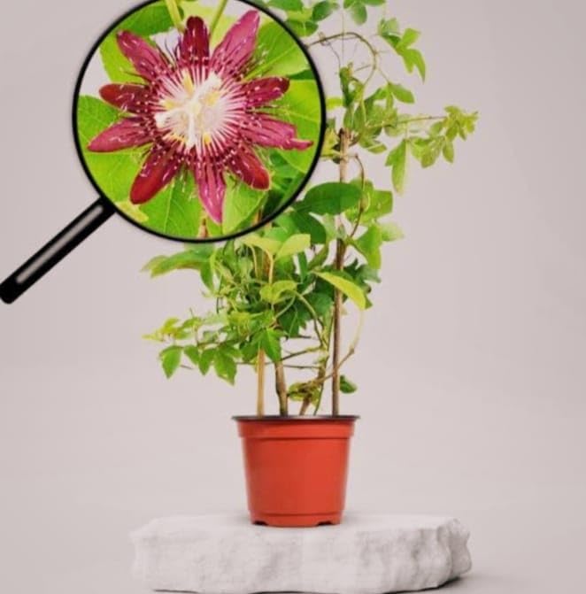 Image of Hidden Enterprise Most wonderful All Time 1Healthy Live Red passion flower PlantFor beautiful Home Garden Outdoor & Indoor Flower Plant.Pack Of 01.
