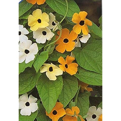 25 Seeds of Black Eyed Susan Susie Mixed Cover