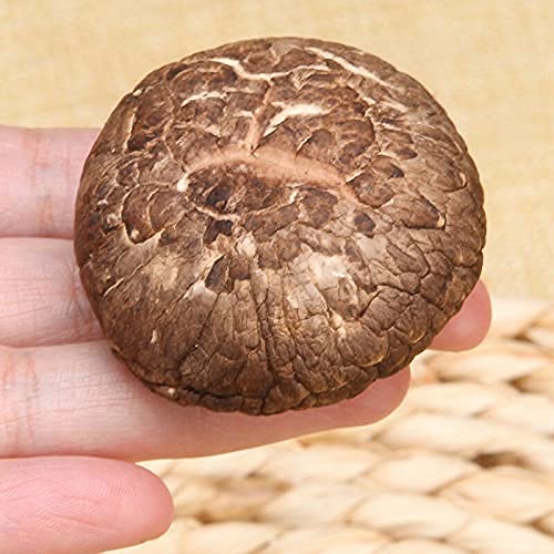 Fungo commestibile secco Shiitake I funghi invernali sono deliziosi e nutrienti (500g)