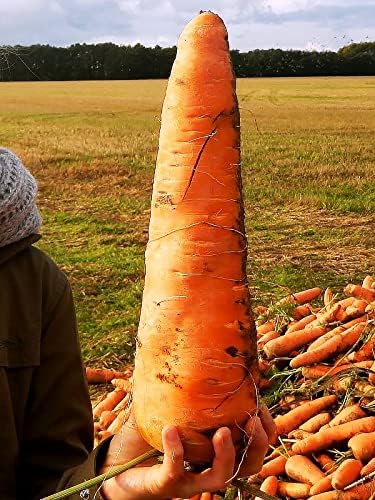 Miniatura 8 de RAISE ME UP Semillas Roja Gigante Zanahoria No GMO Heirloom