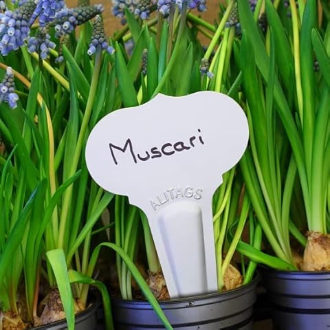 La cordeline 25 Aluminium Plant Labels for Planting Old Shape 10 x 6 cm Cover