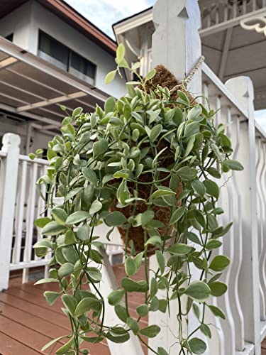 Panwa Handmade 100% Woven Thai Coconut Coir Bird Nest Hanging Orchid Planter Basket - Set Of 2 (6”& 4”) (Patio) #TOP5