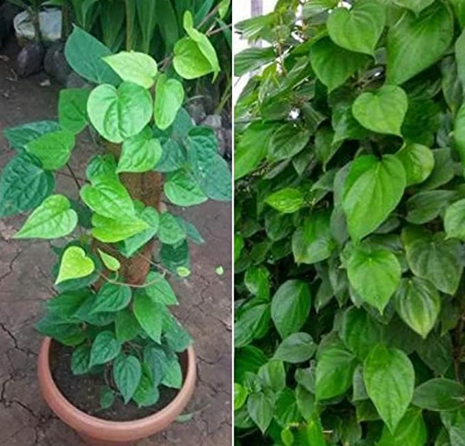 **Sumit Greenery Betal Leaf Maghai Paan | Unique Indoor Live Plant with Pot | Fresh Herbal Touch for Your Home** (B0BZJV9RRF) Amazon Price History, Amazon Price Tracker