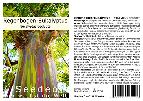 Seedeo Regenbogen-Eukalyptus (Eucalyptus deglupta) ca. 200 Samen