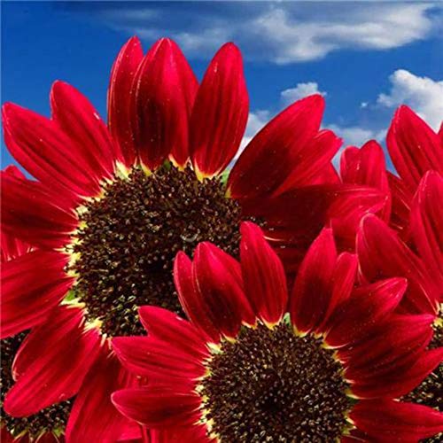 pengyu-Red Sunflower Seeds, 200Pcs Red Sunflower Seeds Helianthus Flower Home Garden Bonsai Plant Decoration, Can Survive in Any Soil Environment - Red Sunflower Seeds