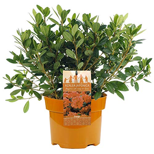 ORANGE AZALEA JAPANISCHER IMMERGRÜNER STRAUCH ROBUSTE GARTENPFLANZE IM 2L TOPF x 1