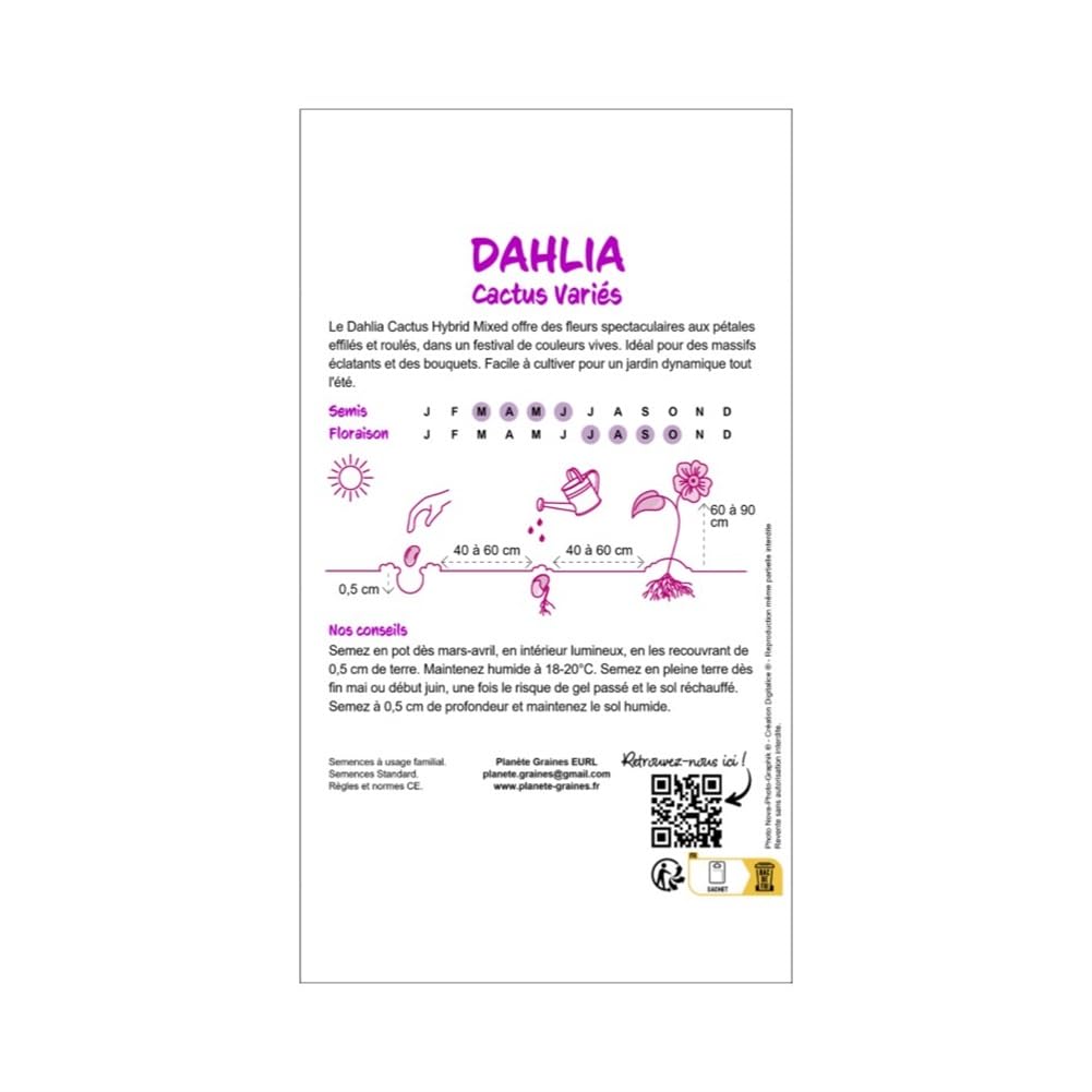 Graines de Dahlia Cactus Double Mixte, Grandes Fleurs aux Couleurs Variées