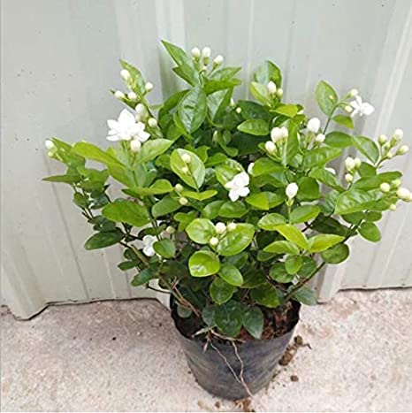 Planter Society Natural Motia/Mogra Sambac Jasmine Live Outdoor Flower Plant (Pack of 1) With 4 inch Nursery Pot