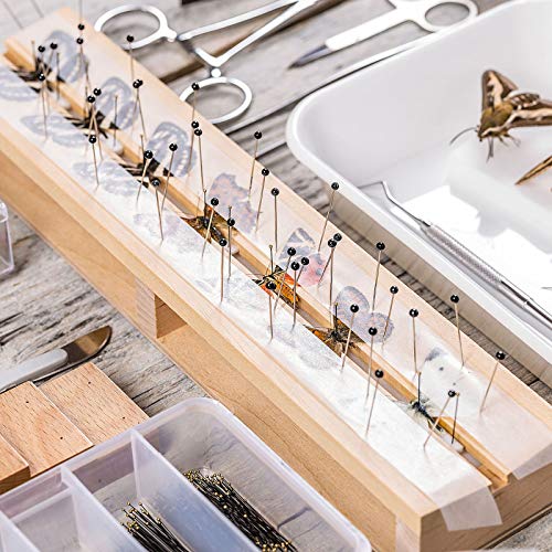 Image of WILLBOND 500 Pieces Stainless Steel Insect Pins Kit Specimen,2 Sizes | Entomology Pins for Butterfly Collections Insect Display Variety Pack for School Specimen Preparation Pin Collector