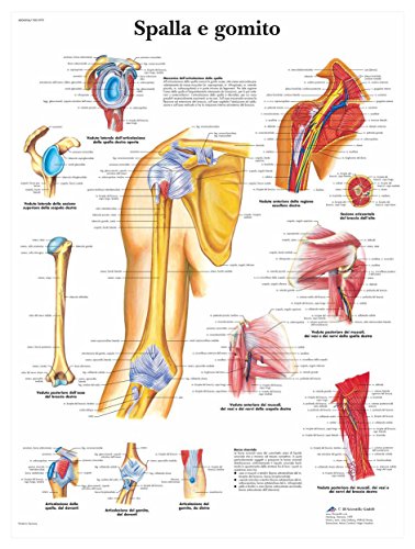 3B Scientific VR4170UU Spalla e Gomito