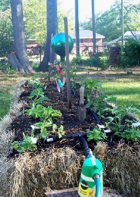 Straw Bale Gardening - Image 5