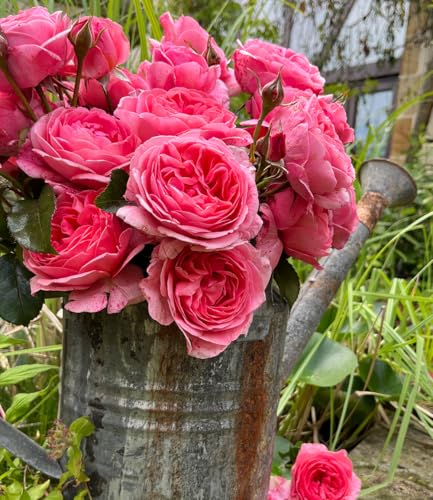 BALDUR Garten Rose 'Comtesse Liger Belair®',1 Pflanze, sehr große, stark gefüllte Blüten, betörender Duft, Blickfang im Beet und in der Vase, winterhart und pflegeleicht