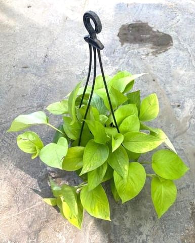 Bedroom Plants Golden money plant in 6 Inch Black Hanging Basket-image-39