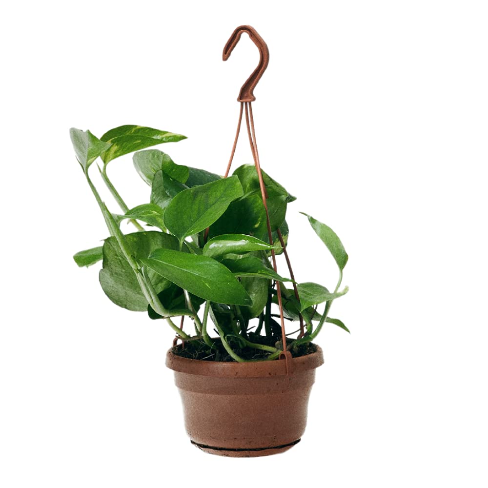 The Stem Golden Pothos - Epipremnum aureum - 30cm Length, 15cm Pot - Indoor Plant, Houseplant
