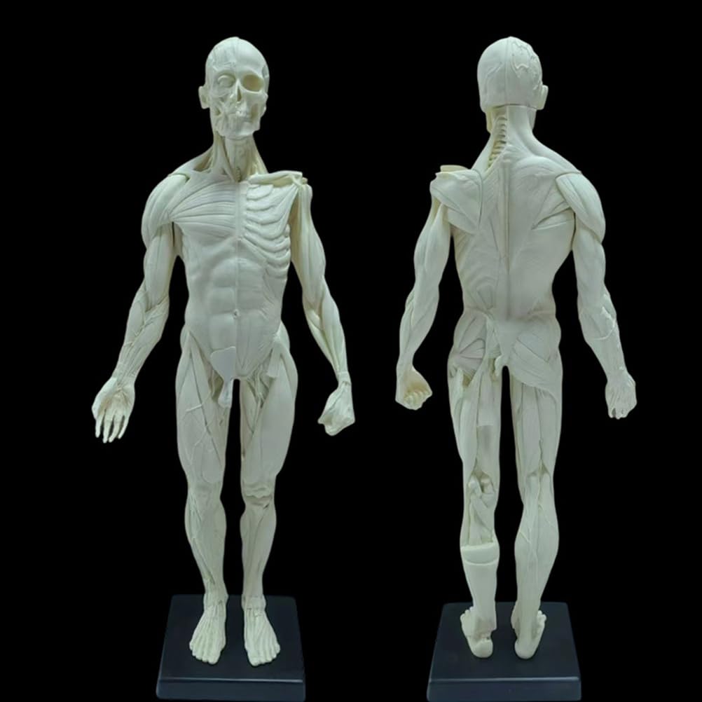Modèle Anatomique Humain musculosquelettique de 60 cm, Mannequin Masculin pour Dessin Anatomique