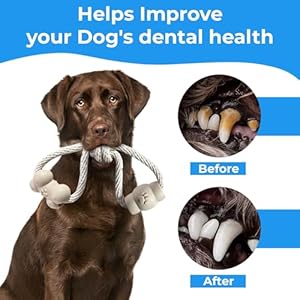 Stride-Small-Dog-Toys-Pack-of-14-Rope-Toys-Set-for-Small-Medium-Dogs-Non-Toxic-Dye-Free-Cotton-Chew-Toys-for-Puppy-Interactive-Puppy-Teething-Dog-Toys-Durable-Toys-for-Anxiety-Boredom - Cucciolini Doodles   Stride-Small-Dog-Toys-Pack-of-14-Rope-Toys-Set-for-Small-Medium-Dogs-Non-Toxic-Dye-Free-Cotton-Chew-Toys-for-Puppy-Interactive-Puppy-Teething-Dog-Toys-Durable-Toys-for-Anxiety-Boredom