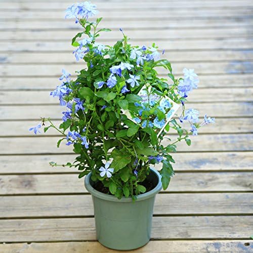 観葉植物 ルリマツリ 瑠璃茉莉 プルンバーゴ 5号 ブルー 受注生産品