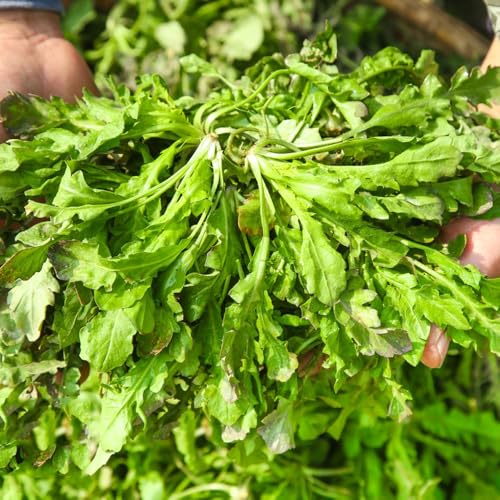 Semillas de bolsa de pastor - camas elevadas para jardín semillas de bolsa de pastor orgánicas semillas de hortalizas, plantas raras plantas de hortalizas, semillas para bancales 40pcs