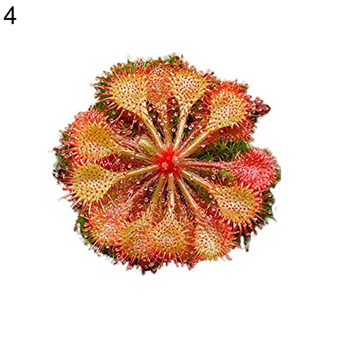 Zaden voor Tuinieren, 100 Stks Drosera Lovellae Zonnedauw Insectivorous Plant Gemakkelijk Grow Tuin Bonsai Decor - 4 # - Afbeelding 6