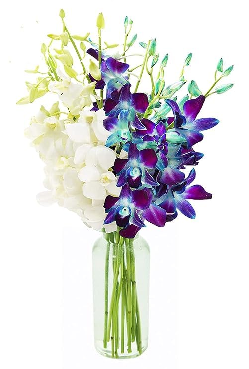 KaBloom Flowers - 10 Blue and 10 White Orchid with vase - Gift for Birthday, Sympathy, Anniversary, Get Well, Thank You, Valentine, Mothers Day Fresh Flowers