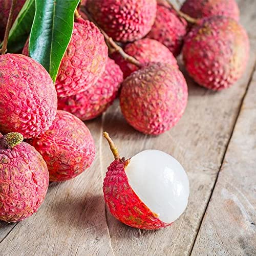 M-Tech Gardens Lychee (Indian, Layering) Exotic Fruit Live Plant