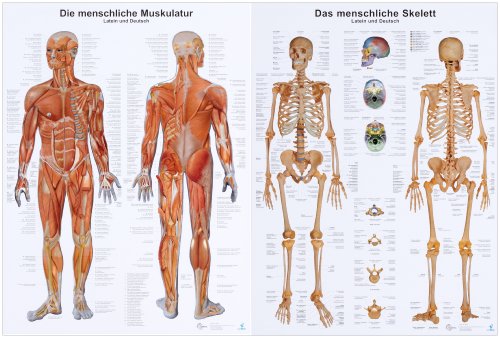 Doppelpack Anatomie-Lerntafeln Muskulatur und Skelett