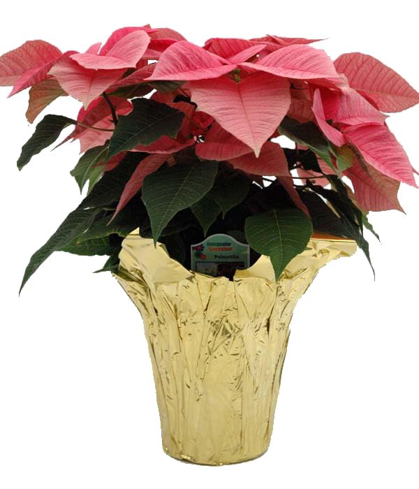 Amazon.com : Queen of Wrap Premium 4.5" Floral foil Plant Pot Covers - 5  Units (Metallic Gold) : Patio, Lawn & Garden