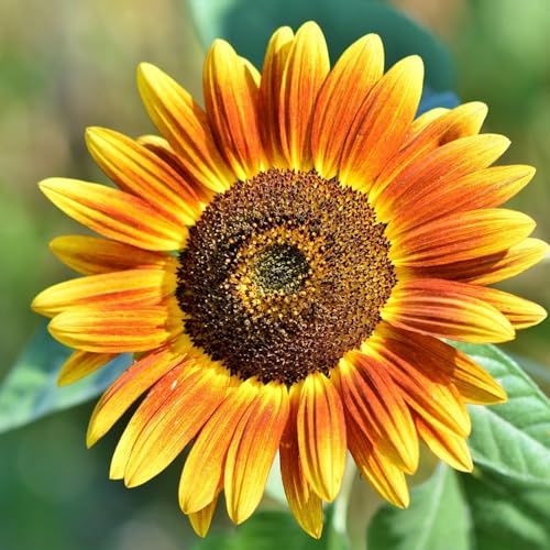 Mafuse Garden Winterharte Sonnenblume, 500 Körner, Sonnenblume, bienen- und schmetterlingsfreundlich, winterharte mehrjährige Sonnenblume, mehrjährig, blühend