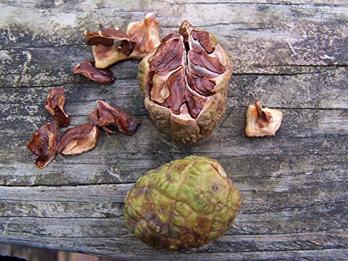 10 Bald Cypress Seeds For Planting Taxodium Distichum Swamp Cypress Tree Seeds Cyprès Chauve Cipre White Cypress Tidewater Red Cypress Gulf Cypress Red Cypress Seeds #TOP4