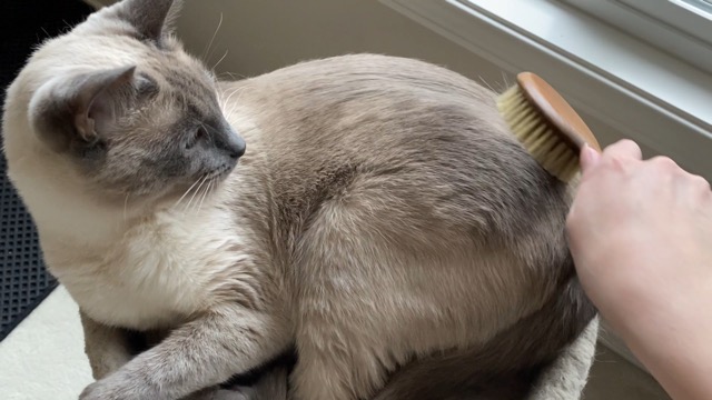 Amazon.com : Mars Coat King Bristle Cat Hair Brush Deshedding Tool