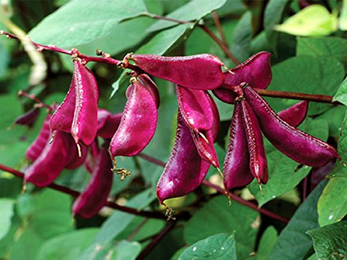Creative Farmer Dolichos or Hyacinth Bean Seeds (Pack of 20 Seeds) (B01M22HSB0) Amazon Price History, Amazon Price Tracker