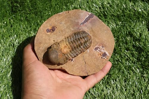 Image of Trilobite Fossil Reedops Trilobite Fossil Trilobites Rock Trilobite Fossils from Morocco Trilobite Fossil Trilobites A240