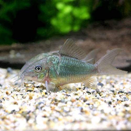 （熱帯魚）ブロキス・スプレンデンス（ブリード）（３匹） 北海道・九州航空便要保温