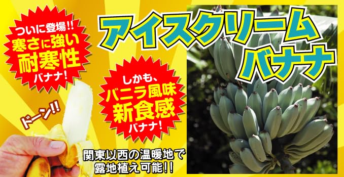 Amazon.co.jp: 果樹苗 耐寒性バナナ アイスクリームバナナ 3株 / 国