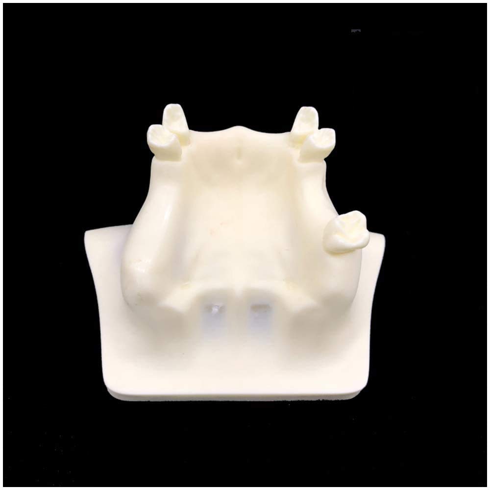 Sjdopulse A Teeth Teaching Model Maxillary Sinus Lifting Training Model - Simulation Oral Tooth Teeth Implant Model - For Standard Oral Cavity Medical Teaching Model (A)