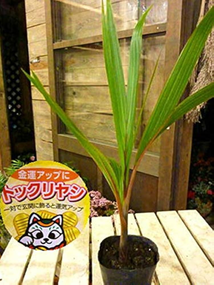 【送料別】沖縄産トックリヤシ（２５）┃人気沸騰中の徳利椰子でインテリアを楽しもう Amazon｜金運アップのトックリヤシ（徳利椰子・ボトルパーム） ポット