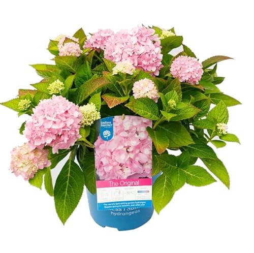 Hortensia Rosa Planta Natural de Crecimiento Rápido