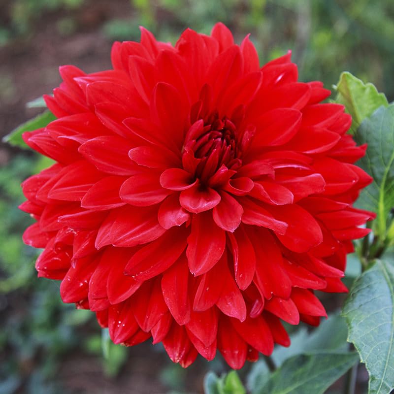 Red Fubuki Dahlia Flower Bulbs Jumbo Pack