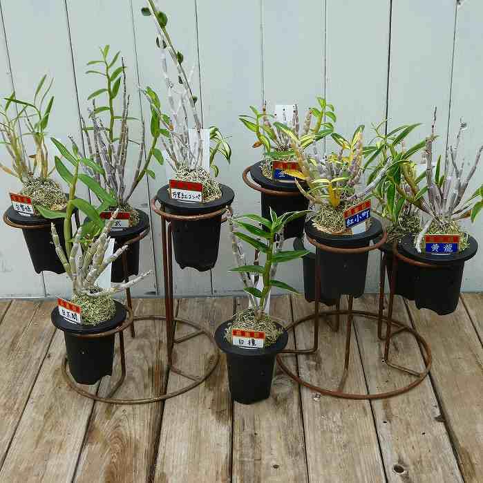 山野草　超希少斑入り　北岳草 山野草 超希少斑入り 北岳草